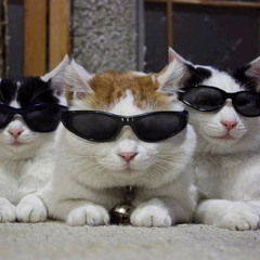 :The Coolest Cats Around: