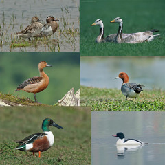 Ruddy Shellduck