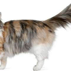 Chivalry Is Dead - Monica Fabian