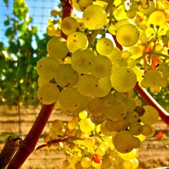 TALLEY - TUNES AT TALLEY Radio Spot (Final)