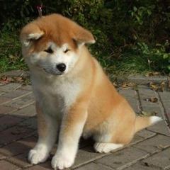 Hachiko-Rä Mi