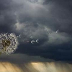 Waiting Out the Storm