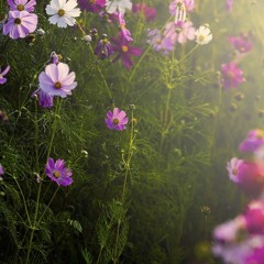 Fire n gold // BEA miller cover