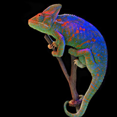 hallucinogenic *PROG.FROG