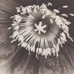 Placid