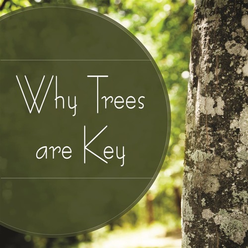 Stream Why Trees are Key by Trees Are Key Listen online for free on