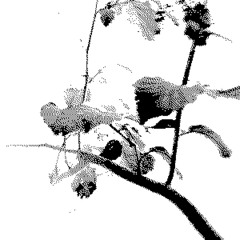 all the time (ECHOVALLEY edit)