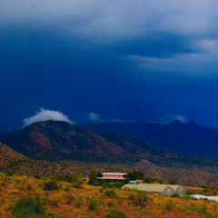 Electric Wildwood Flower