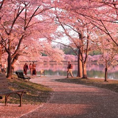 cherry blossom basin