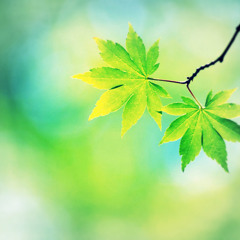 Spring Leaves