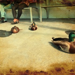 F*** the DUCK - Braim (feuerbachkreis)mixtape may - 2015