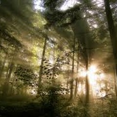 Set&Setting in the Forest with Meik Shine