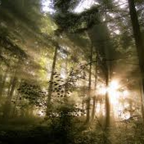 Set&Setting in the Forest with Meik Shine