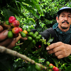 Big data to help coffee farmers adapt to climate change