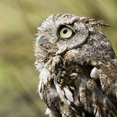 Western Screech Owl Call