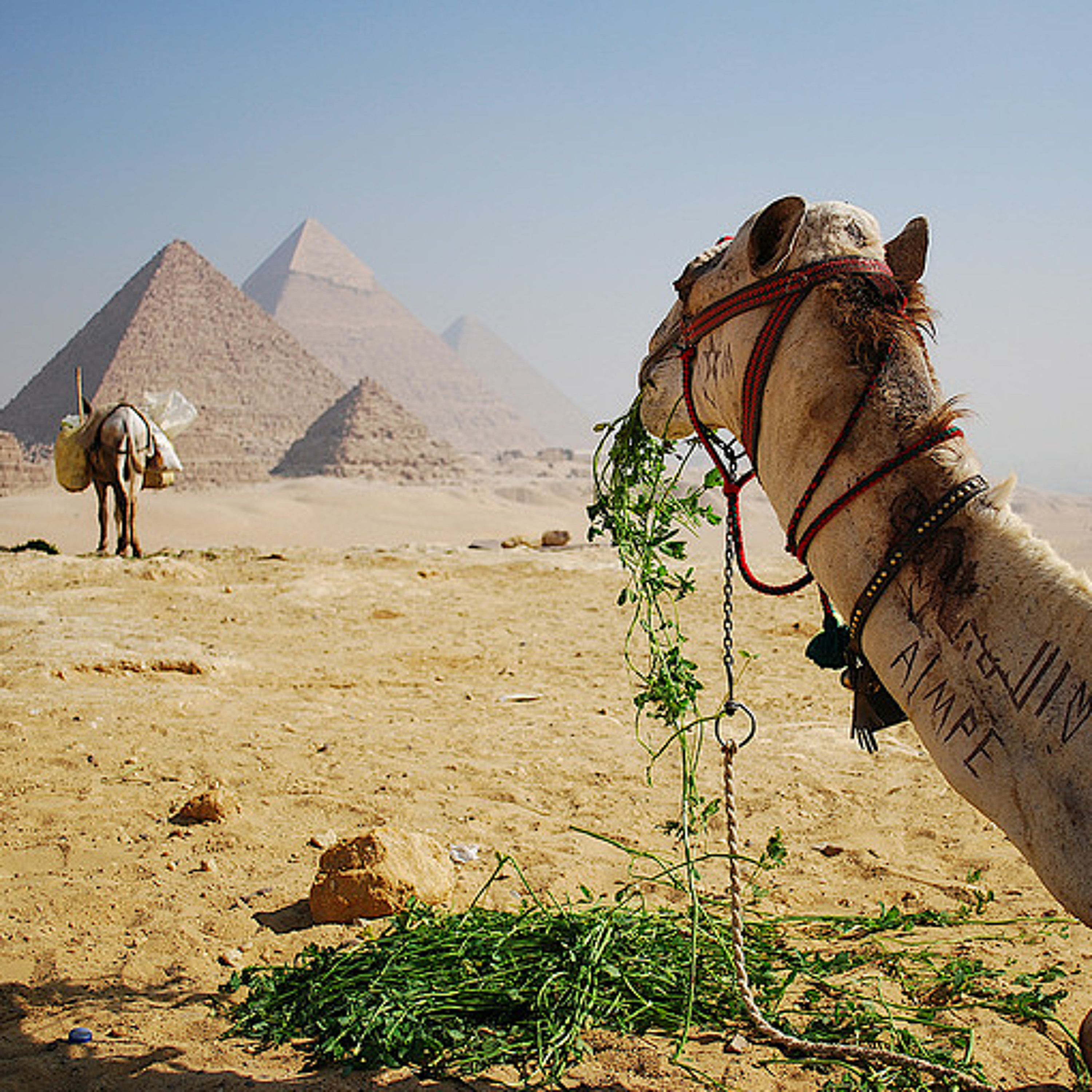 The Mule And The Camel ft. Tiho Krstic (Original) episode artwork