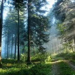 We are Forest - PsyKoTrip, Raxtax, Toxic Smile 185 Bpm (The Psy Family Productions)