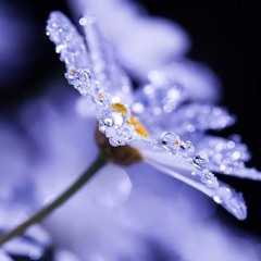 سورة لقمان - المنشاوى