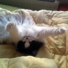 Du Ska Bare Være Stille