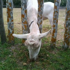 Englisch lernen! Twinkling - The grass is always greener...