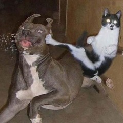 Violence Auditive