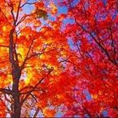 Tree On Fire