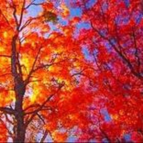 Tree On Fire