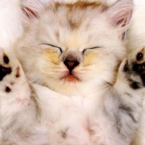 La Con Gai That Tuyet - Le Cat Trong Ly