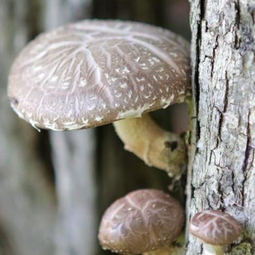Heads Up Foodies- Appalachian Forests Are Ideal For Growing Shiitake Mushrooms