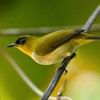 Download Suara Alam Burung Pleci Suara Alam Burung Pleci
