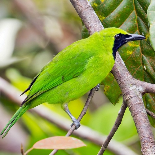 Suara Burung Cucak Ijo