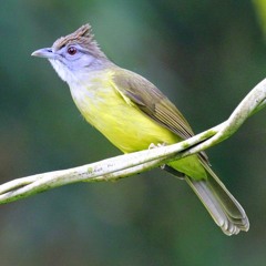 Suara Burung Cucak Jenggot