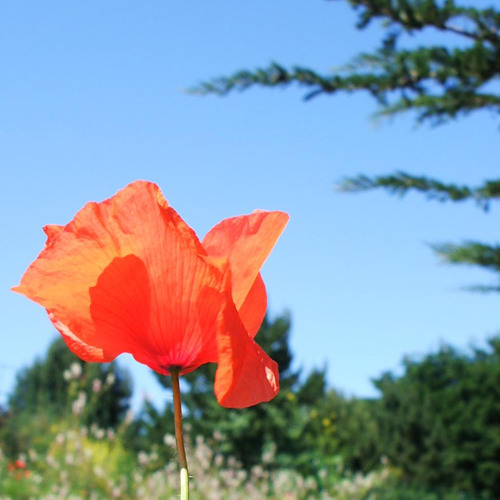 Sunny Day