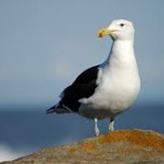 Mad Seagull (preview)