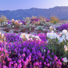 hey, who really cares? - linda perhacs cover