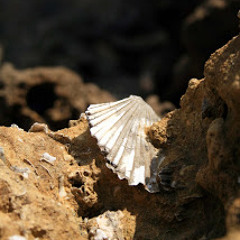 Muschellied