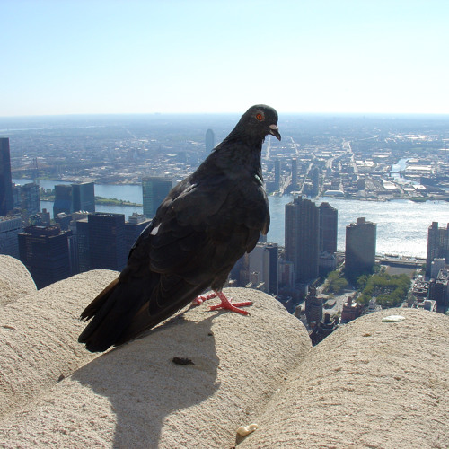 Pigeon Sentinel