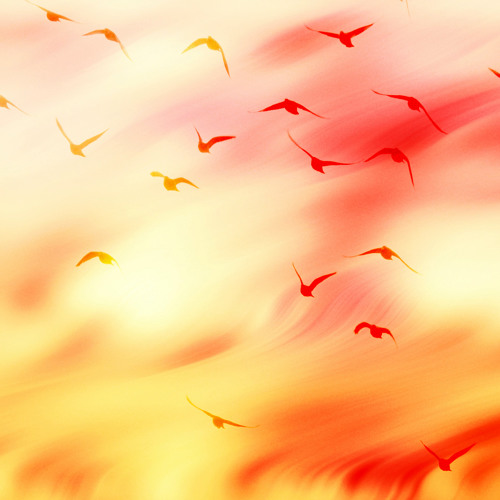 Clay Pigeons - Ultrasound Express