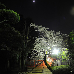 Canopy