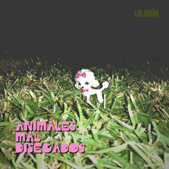 Animales Mal Disecados (Radio Edit)