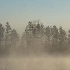 A Lake In The Woods In The Morning, Cranes