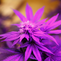 Marijuana (Prod: The Methodist)