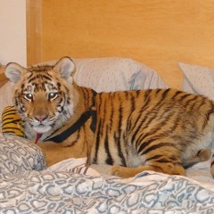 Tigers In My Bedroom