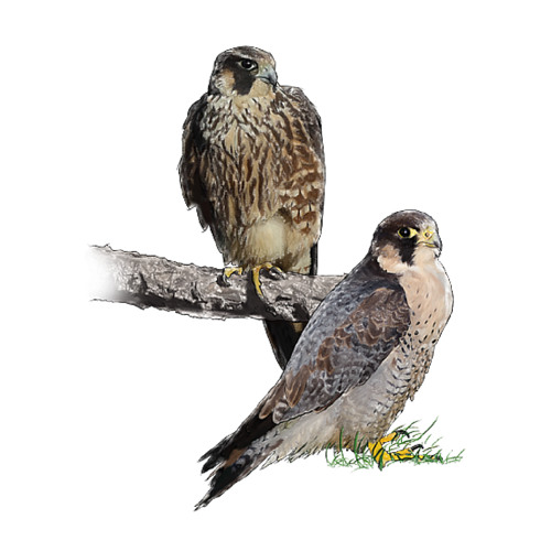 Falcó pelegrí | Halcón peregrino | Falco peregrinus