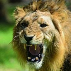 Steph Sayless x Big Moose 280  - Lions W/ Choppas #JerseyVsEverybody