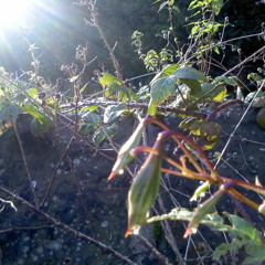 Leonard Cohen - Sisters of Mercy