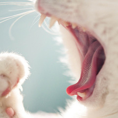 Wild beasts sleeping