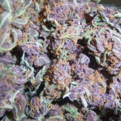 Berner and B Real Faded Ft. Snoop Dogg Vital (FREE DOWNLOAD)