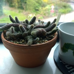 Recent purchases
