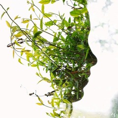 PsyTrance/Forest
